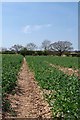 Footpath to Little Totham