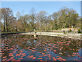 SD5908 : The Lily Pond, Haigh Country Park by David Dixon