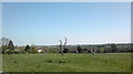 View of the dead tree and view over Debden across the playing field from the turning circle outside Epping Forest College