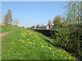 Basford: cowslips by the Leen