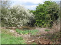 Small pond, Hearsall Common