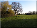 Trees and field