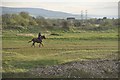 ST2445 : West Somerset : Horse Riding at Catsford Common by Lewis Clarke