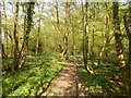 Footpath in Border Wood