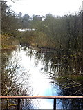 H6016 : Dromore River from the Iron Bridge on the Dartrey estate by D Gore