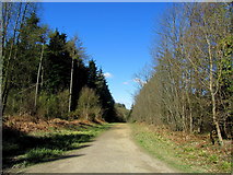 TQ7615 : 1066 Country Walk in Great Wood by Chris Heaton