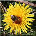 Bumblebee on a Dandelion
