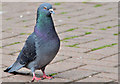 J3374 : Feral pigeons, Belfast (2013-3) by Albert Bridge