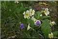 TQ4658 : Spring flowers, Knockholt churchyard by Christopher Hilton