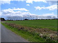 Line of trees near Morrice Green farm