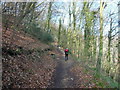 The Cotswold Way in Cockshoot Wood