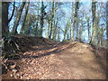 The Cotswold Way in Cockshoot Wood