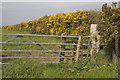 Hedge of gorse