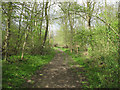 Track in West Wood Nature Reserve