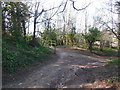 The Cotswold Way in Park Wood