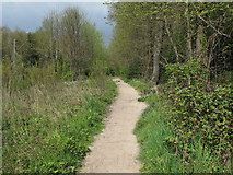 TM0321 : Path in Wivenhoe Wood by Roger Jones