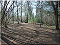 The Cotswold Way at Brackenbury Ditches