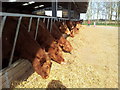 Feeding time at Old Hall Farm, Brampton