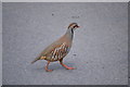 Red Legged Partridge (Alectoris rufa), Kneesall