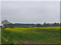 Oilseed rape at Doxford Farm