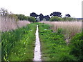 Footpath in the nature reserve