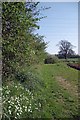 Footpath & Signs of Spring