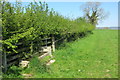 Hedge along the Eastfield Nature reserve