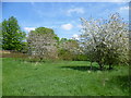 TQ4677 : Springtime on East Wickham Open Space by Marathon