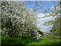 TQ4778 : Springtime in the Arboretum at Lesnes Abbey by Marathon