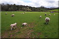 SO0029 : Sheep at Aberyscir by Philip Halling