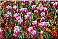 Tulips by Esplanade