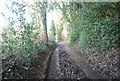 Muddy bridleway