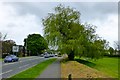 Willow beside the A35