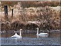 NM8601 : Whooper swans on the Dog Loch by Patrick Mackie