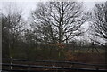 Trees along The Central Line