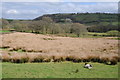 Rough grazing near Trewern Fach