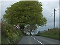 Roadside trees near Gribble