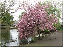 SK2268 : Blossom by the river! by Dave Pickersgill