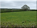 Farmland off Bridgwater Road