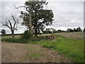 Site of a pond north of Shelfield Square Farm