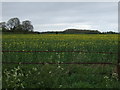 Oilseed rape crop off Vattingstone Lane