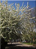 TQ3671 : Blossom, Bell Green by Derek Harper