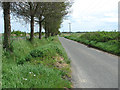 View along Hall Road, Reedham