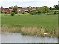 Houses in Reedham