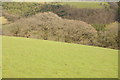 Trees near Maes-y-gwaelod