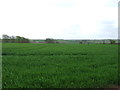 Crop field near Bow