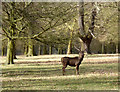 TF7927 : Stag in Houghton Park by Des Blenkinsopp