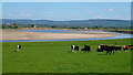 SO7512 : Dairy cattle by the Severn by Jonathan Billinger