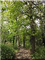 TQ3971 : Downham Woodland Walk by Derek Harper