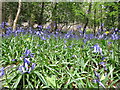 J3332 : Bluebells at Tollymore Forest Park by Eric Jones